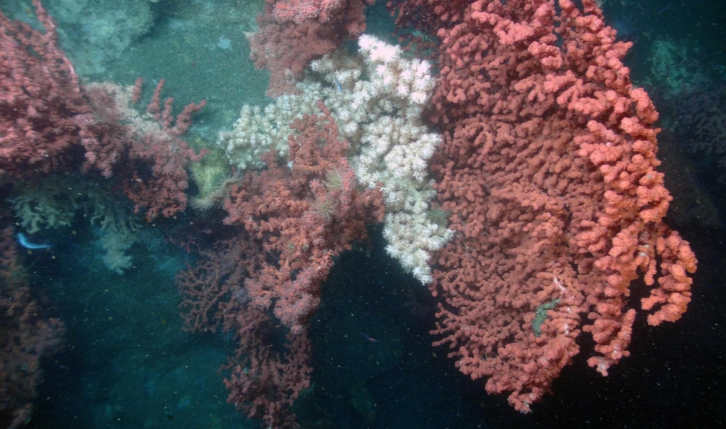 Florida State University image