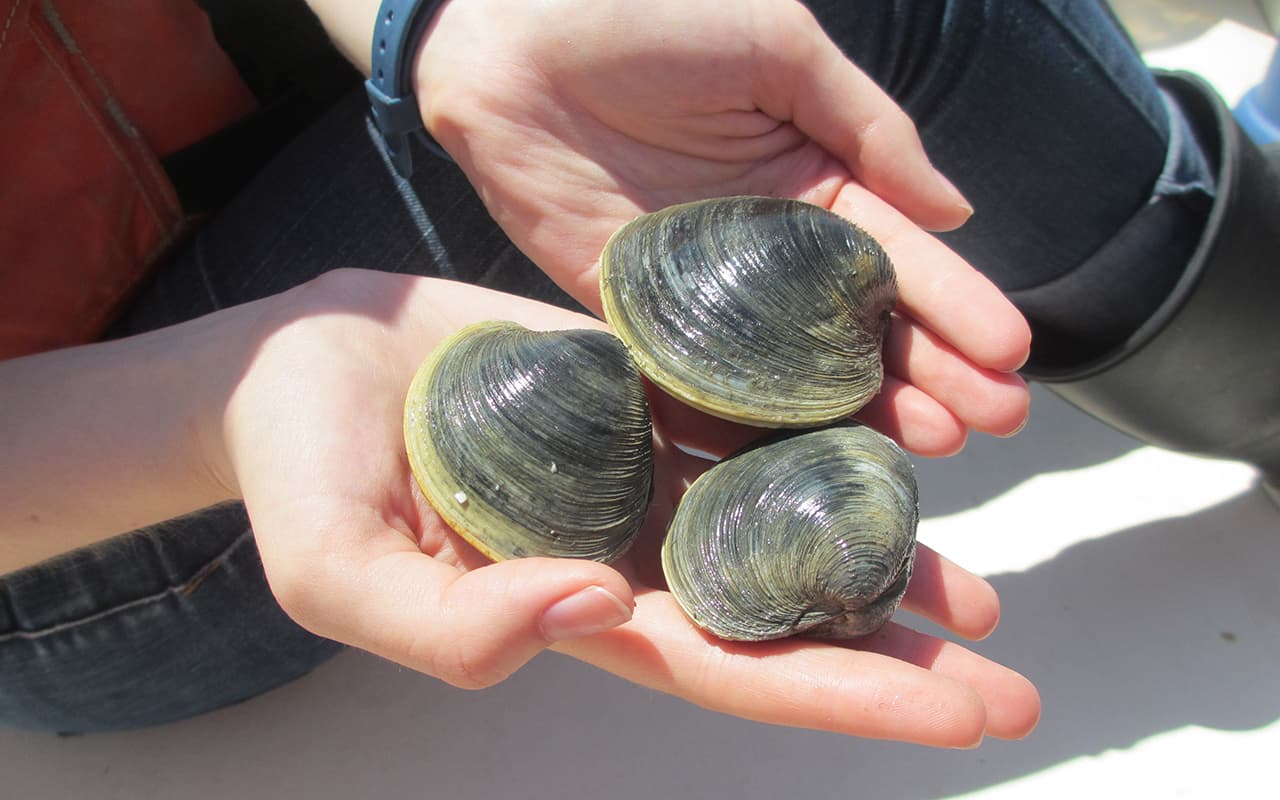 Mark Dixon NOAA Fisheries/Surf Clam image